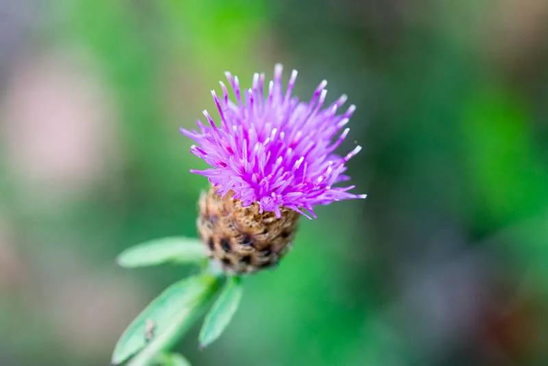 Parcours pédestre pour découvrir les vignes et la biodiversité bordelaise, Bordeaux, Caves de Rauzan