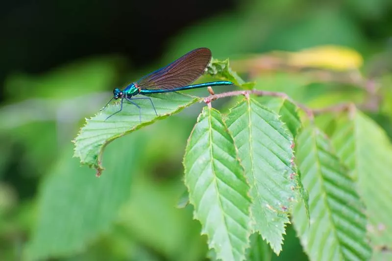 Parcours pédestre pour découvrir les vignes et la biodiversité bordelaise, Bordeaux, Caves de Rauzan