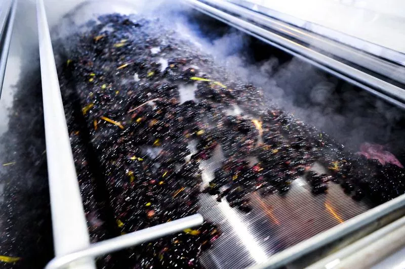 Photos du processus de la transformation du raisin en vin, Bordeaux, Caves de Rauzan