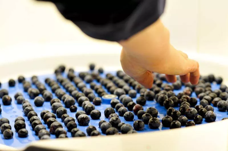 Photos du processus de la transformation du raisin en vin, Bordeaux, Caves de Rauzan
