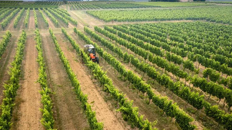 Photos du processus de la transformation du raisin en vin, Bordeaux, Caves de Rauzan