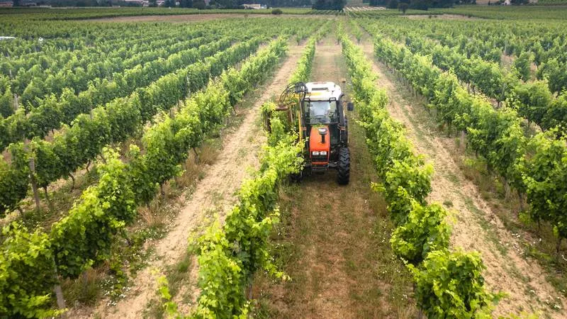 Photos du processus de la transformation du raisin en vin, Bordeaux, Caves de Rauzan