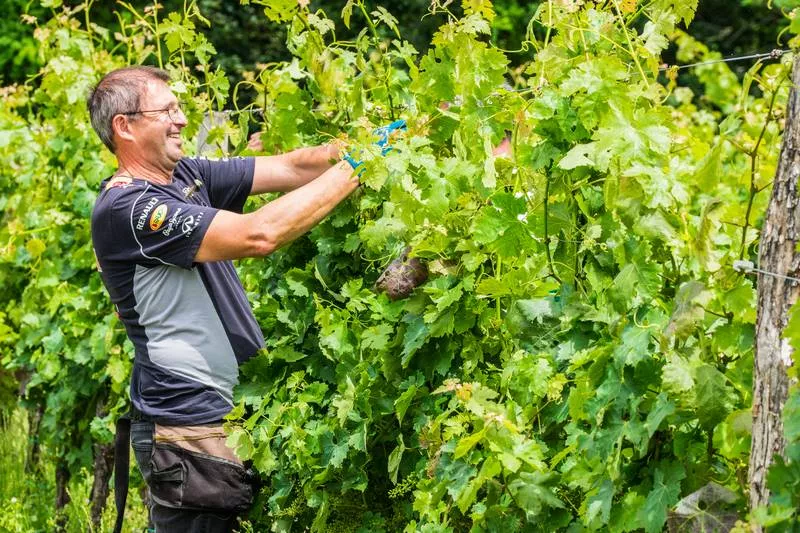 Photos du processus de la transformation du raisin en vin, Bordeaux, Caves de Rauzan