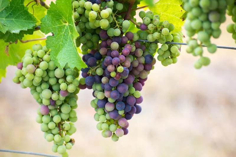 Photos du processus de la transformation du raisin en vin, Bordeaux, Caves de Rauzan